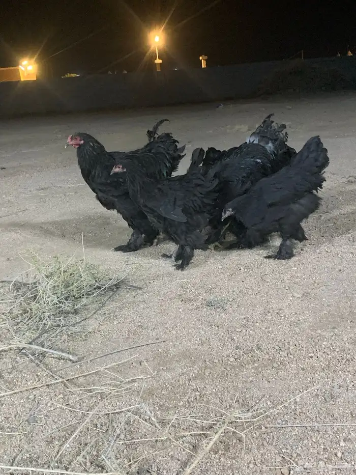 طقمين براهما اسود صك 9