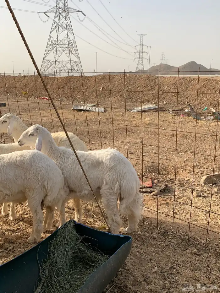 حري ذبايح مناسبات طليان رخال تيوس يوجد صلخ وتوصيل 0