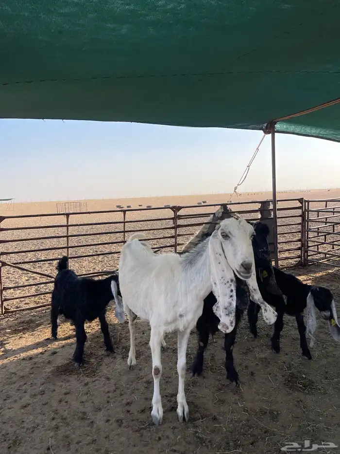 معزا مطافيل طيبه 4