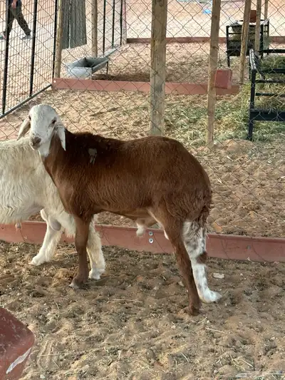 سواكني للبيع 8