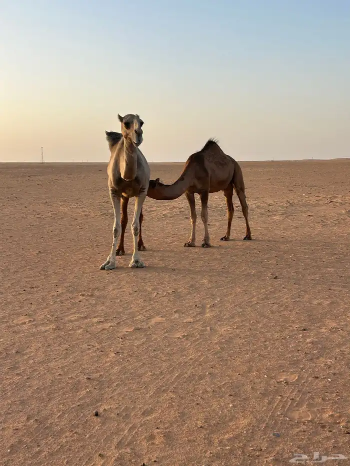 للبيع ناقة عشرا باكستانيه 1