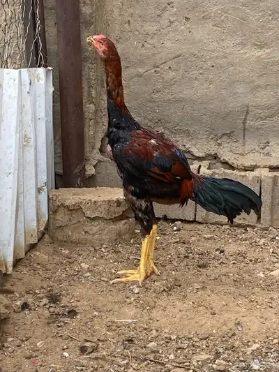 ديوك باكستاني 6