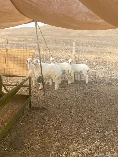 ذبايح ثلاجه 0