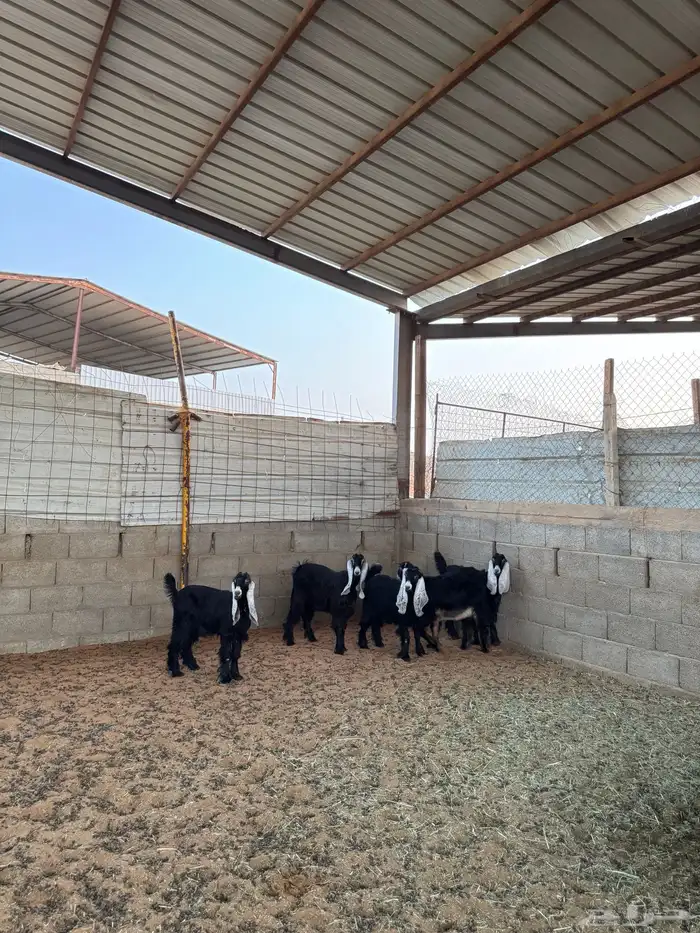 جفرات عوارض 1