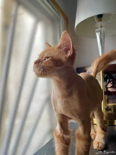 For adoption orange cat 3