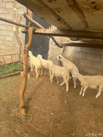 خرفان للبيع بلدي شرط 6