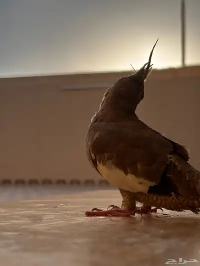 بغبغاء كروان 4