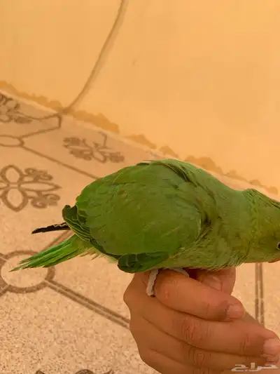 دره هدد خارجي تم البيع 4