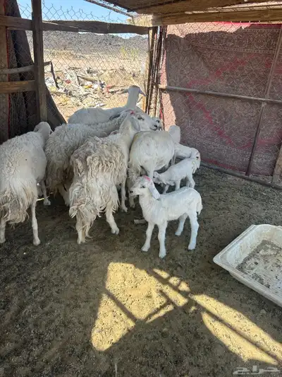 ضان بعيالها روم وديوس سلم وكلها سدس وحده رباع 2
