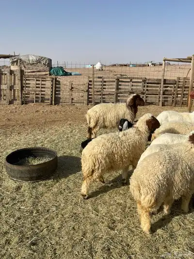 خرفان ورخال نعيم 5