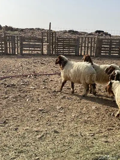 خرفان ورخال نعيم 9