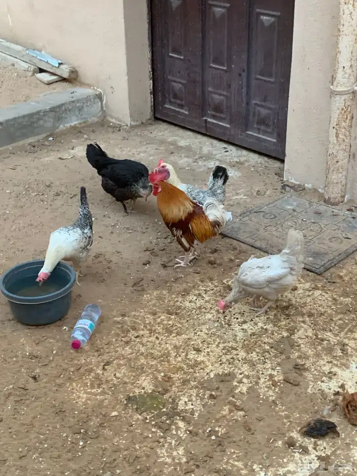 دجاج تركي بياض 1