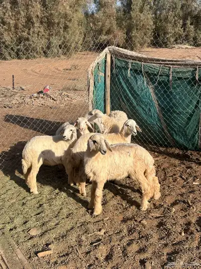 رخال 1