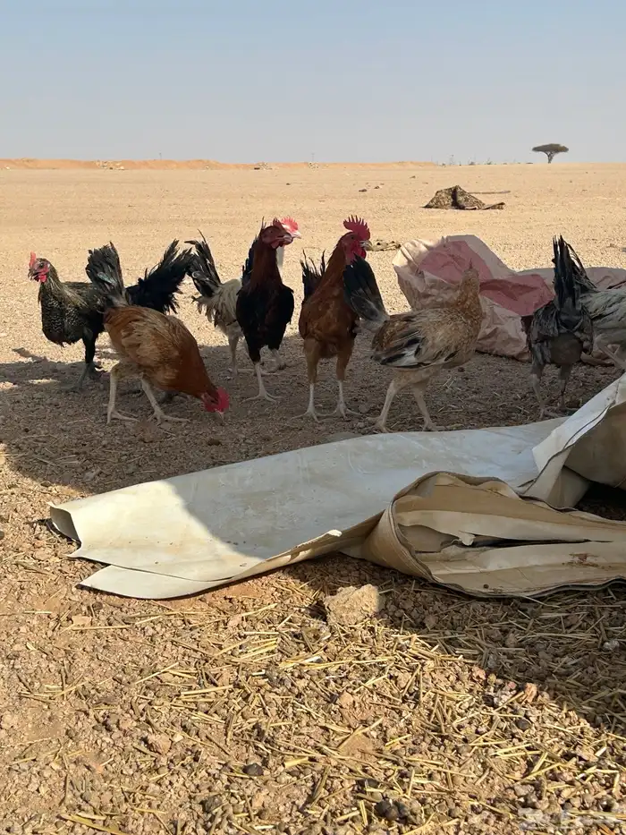 البيع ديكه 1