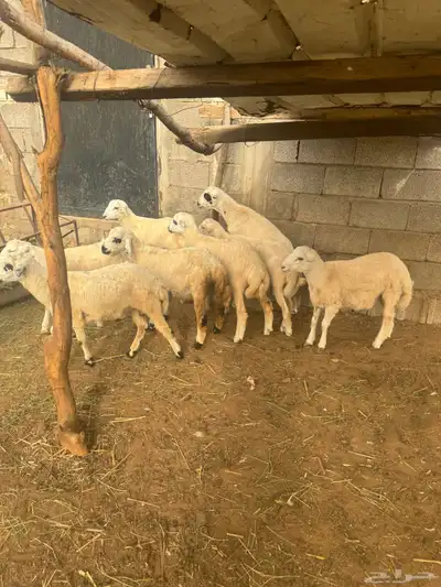 خرفان للبيع بلدي شرط 4