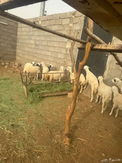 خرفان للبيع بلدي شرط 12