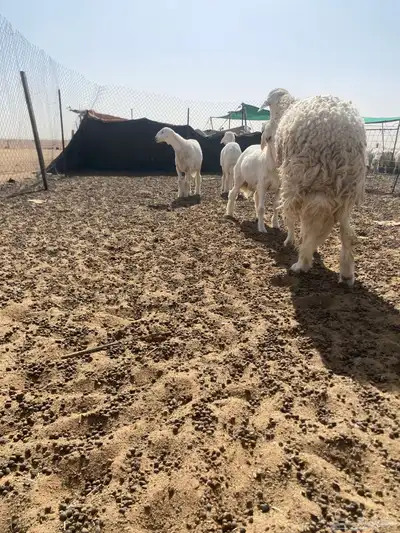 خرفان مشاريع فحول طيبه معرفه 0