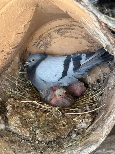 حمام مفروز 15 جوز 3