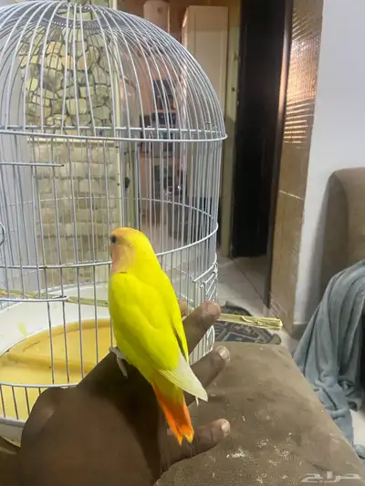روز اليف 2
