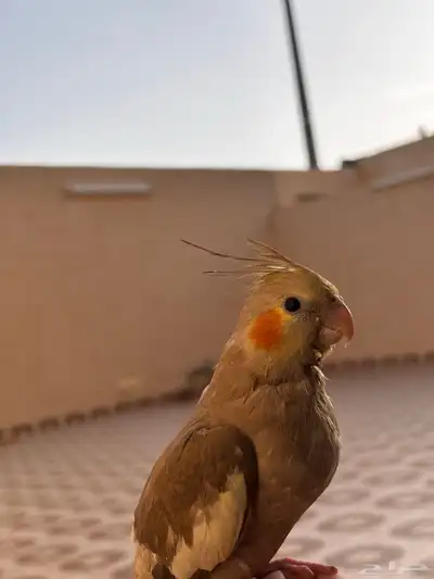 بغبغاء كروان 0
