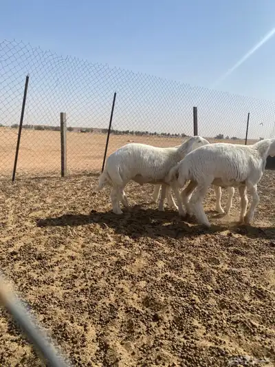 خرفان مشاريع فحول طيبه معرفه 4
