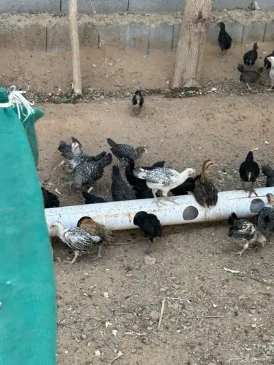 للبيع صوص 2