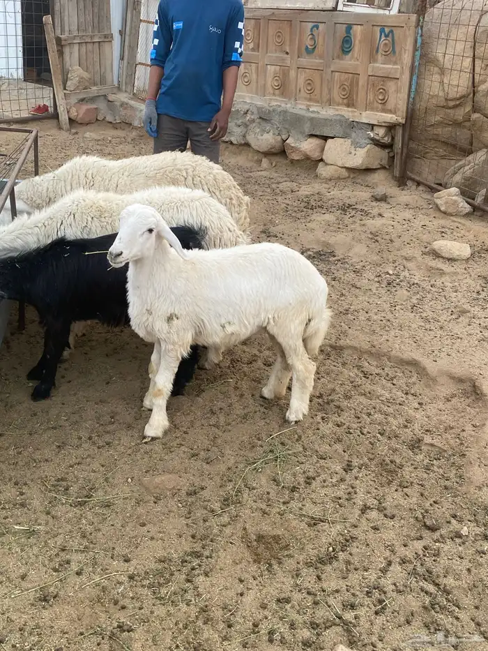 فحل حري مشروط 2