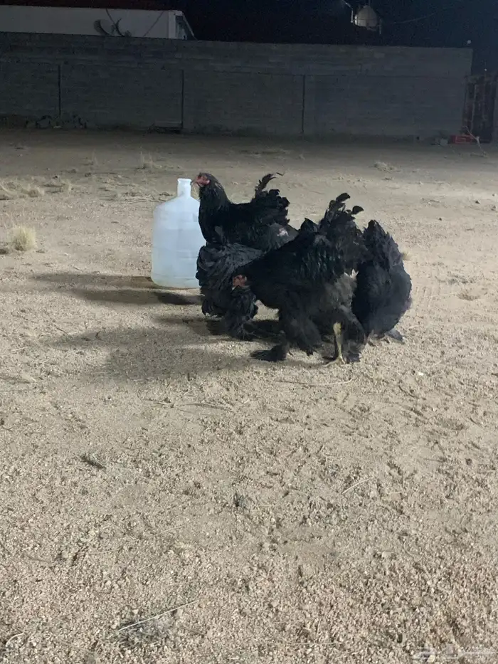 طقمين براهما اسود صك 0