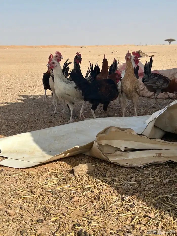 البيع ديكه 3