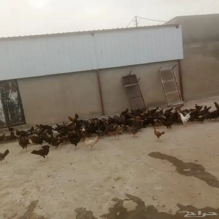للبيع   دجاج متنوع العدد حوالي 500 0