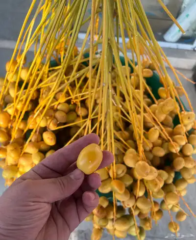 برحي بصر حائل 3