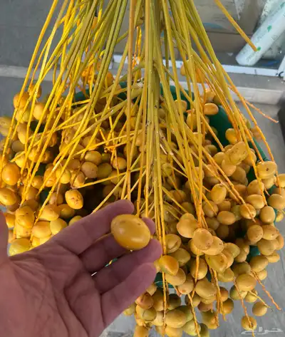 برحي بصر حائل 2