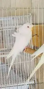 مطلوب بادجي هوقو البينو جوز منتج صحه جيده 0