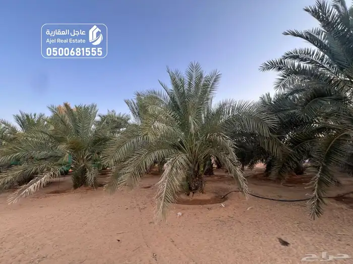 مزرعة للبيع في الهيلا شرق بقعاء بمنطقة حائل 27