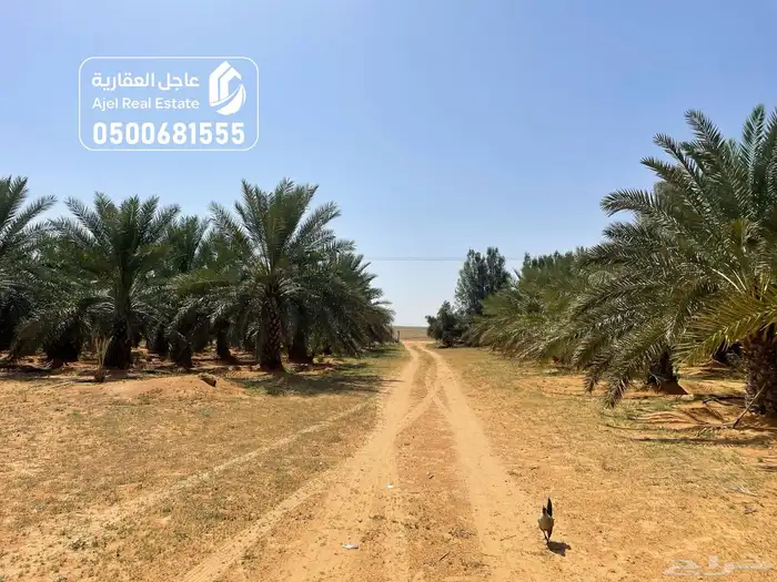 مزرعة للبيع في الهيلا شرق بقعاء بمنطقة حائل 10