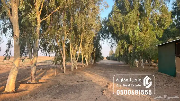 مزرعة للبيع في الهيلا شرق بقعاء بمنطقة حائل 13