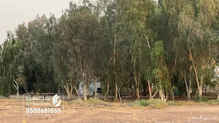 مزرعة للبيع في الهيلا شرق بقعاء بمنطقة حائل 25