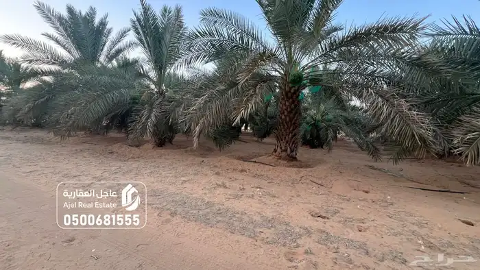 مزرعة للبيع في الهيلا شرق بقعاء بمنطقة حائل 26