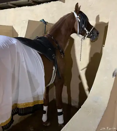 حصان 7