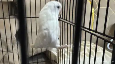 للبيع ببغاء روز نص ولافه لون مميز جدا 6