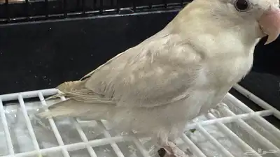 للبيع ببغاء روز نص ولافه لون مميز جدا 3