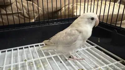 للبيع ببغاء روز نص ولافه لون مميز جدا 2
