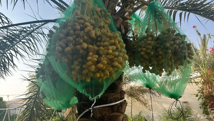 رطب 1