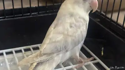 للبيع ببغاء روز نص ولافه لون مميز جدا 5
