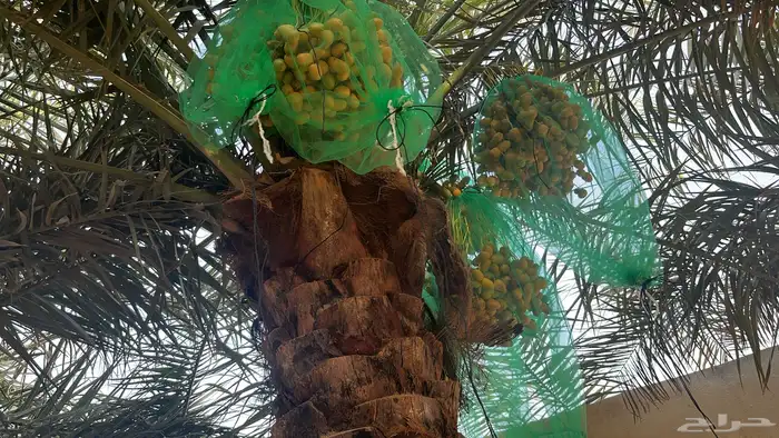 رطب 10