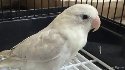 للبيع ببغاء روز نص ولافه لون مميز جدا 4