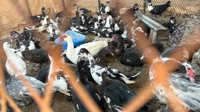 بط مسكوفي مصري بح 1