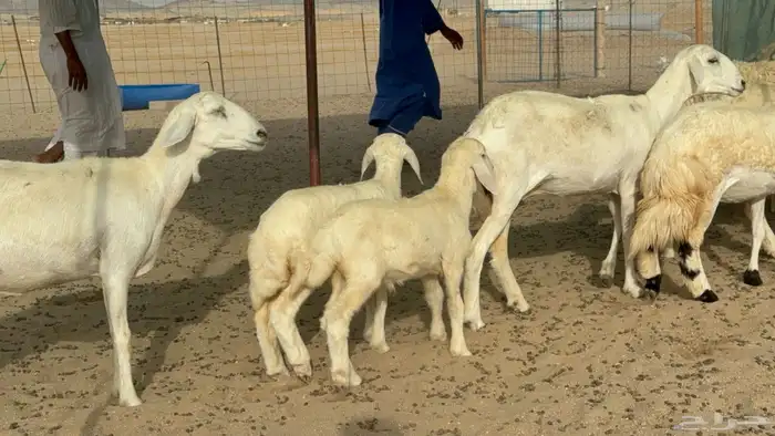 رخال حريات حرش دفيع صنف عددها 22 معاها 5 3