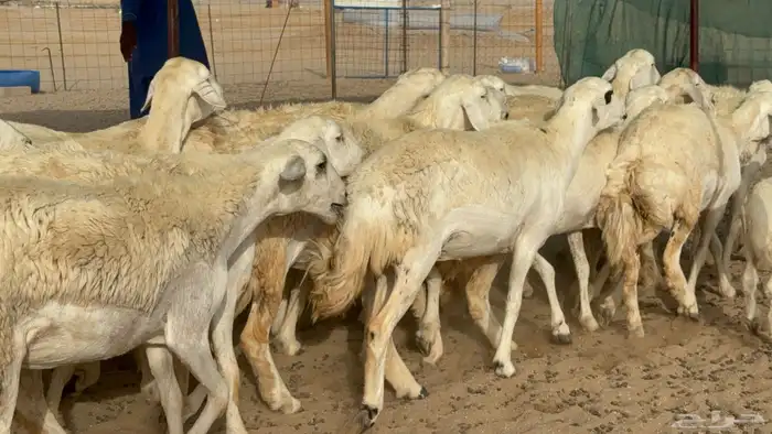 رخال حريات حرش دفيع صنف عددها 22 معاها 5 12