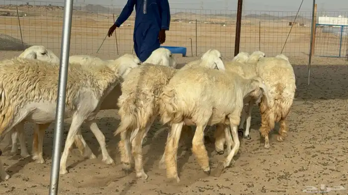 رخال حريات حرش دفيع صنف عددها 22 معاها 5 13
